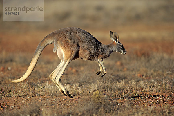 Rotes Riesenkänguru (Macropus rufus)  adultes Weibchen  springend  Sturt-Nationalpark  New South Wales  Australien