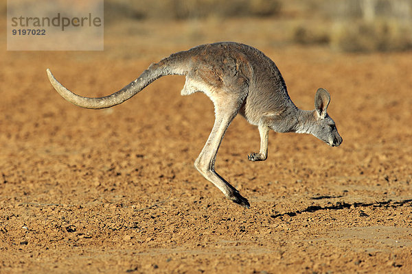 Rotes Riesenkänguru (Macropus rufus)  adultes Weibchen  springend  Sturt-Nationalpark  New South Wales  Australien