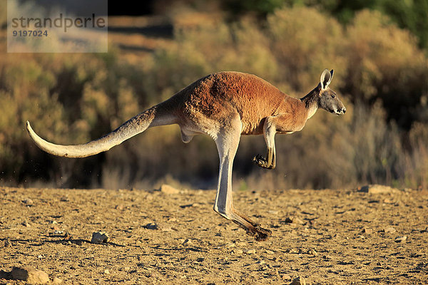 Rotes Riesenkänguru (Macropus rufus)  adultes Männchen  springend  Sturt-Nationalpark  New South Wales  Australien