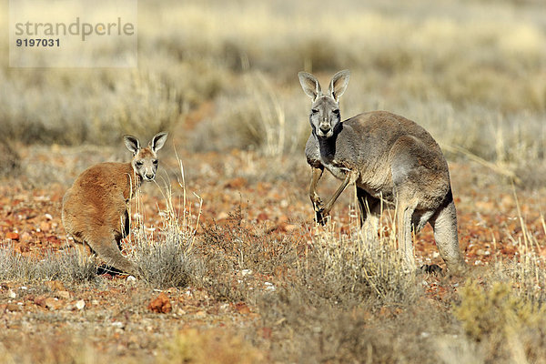 Rotes Riesenkänguru (Macropus rufus)  Muttertier mit Jungtier  wachsam  Sturt-Nationalpark  New South Wales  Australien