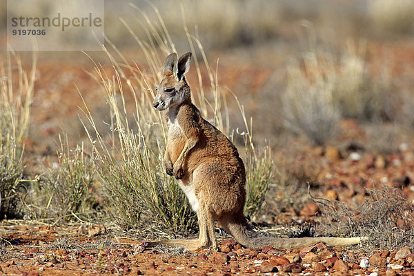 Rotes Riesenkänguru (Macropus rufus)  Jungtier  wachsam  Sturt-Nationalpark  New South Wales  Australien