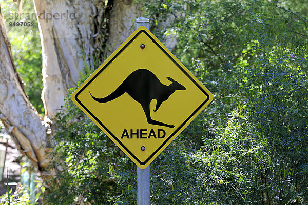 Warnschild  Känguru  Wilsons-Promontory-Nationalpark  Victoria  Australien