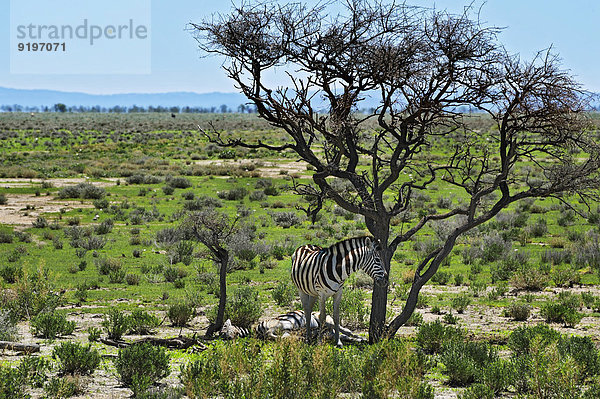 Steppenzebras (Equus quagga)  Etosha-Nationalpark  Namibia
