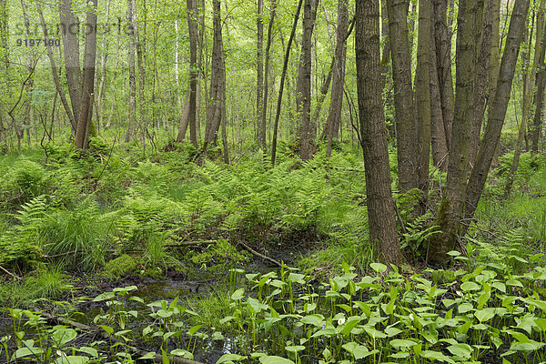 Erlen-Bruchwald  Schwarz-Erlen (Alnus glutinosa)  NSG Vogelmoor  Niedersachsen  Deutschland