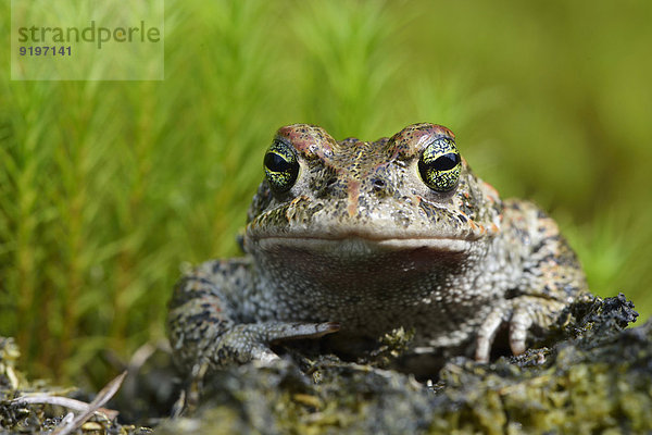 Kreuzkröte (Bufo calamita)  Emsland  Niedersachsen  Deutschland