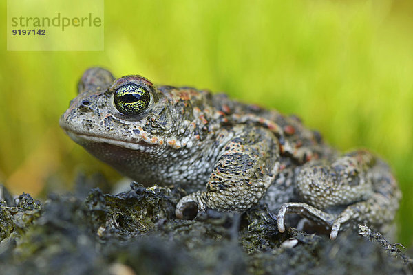 Kreuzkröte (Bufo calamita)  Emsland  Niedersachsen  Deutschland