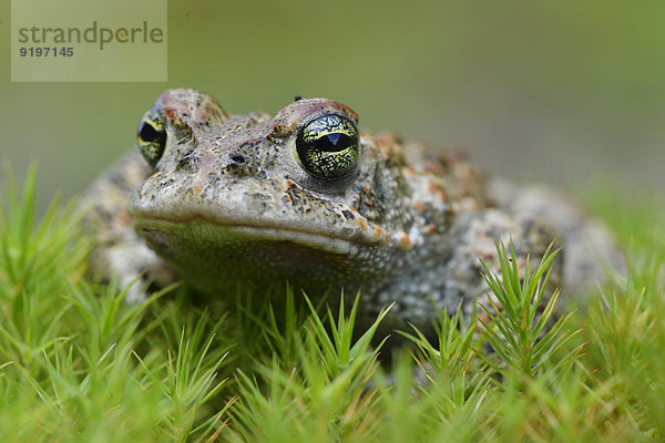 Kreuzkröte (Bufo calamita)  Emsland  Niedersachsen  Deutschland