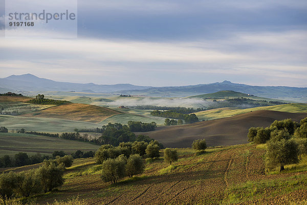 Landschaft mit Hügeln  Morgenlicht  UNESCO Weltkulturerbe Val d'Orcia  bei Pienza  Provinz Siena  Toskana  Italien