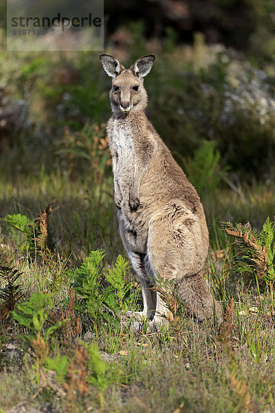 Victoria Erwachsener Australien Känguru