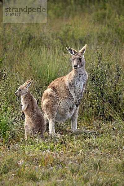 jung Victoria Mutter - Mensch Australien Känguru