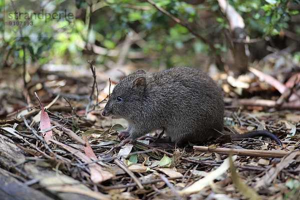 Langschnauzen-Kaninchenkänguru (Potorous tridactylus)  adult  Nahrungssuche  South Australia  Australien