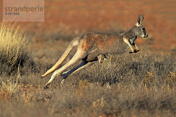 Rotes Riesenkänguru (Macropus rufus)  Muttertier mit Jungtier im Beutel  springend  Sturt-Nationalpark  New South Wales  Australien