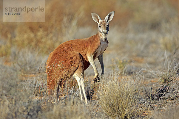 Rotes Riesenkänguru (Macropus rufus)  adultes Männchen  Sturt-Nationalpark  New South Wales  Australien