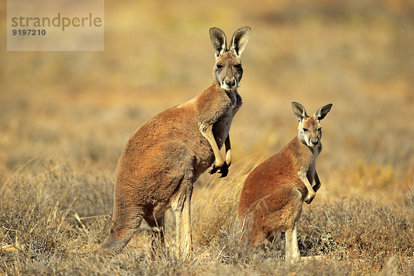 Rotes Riesenkänguru (Macropus rufus)  Muttertier mit Jungtier  wachsam  Sturt-Nationalpark  New South Wales  Australien