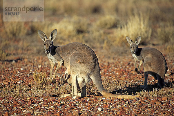 Rotes Riesenkänguru (Macropus rufus)  Muttertier mit Jungtier im Beutel  wachsam  Sturt-Nationalpark  New South Wales  Australien