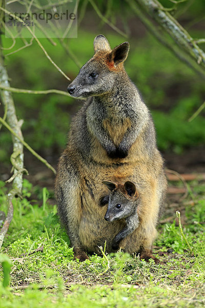 Sumpfwallaby (Wallabia bicolor)  Weibchen mit Jungtier  Jungtier schaut aus dem Beutel  Wilsons-Promontory-Nationalpark  Victoria  Australien