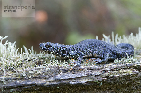 Kammmolch (Triturus cristatus)  Emsland  Niedersachsen  Deutschland