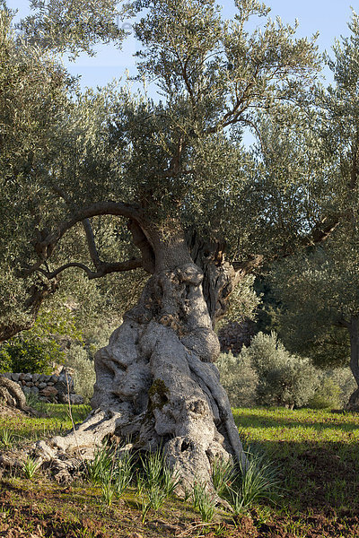 Uralter Olivenbaum (Olea europaea)  Mallorca  Balearen  Spanien