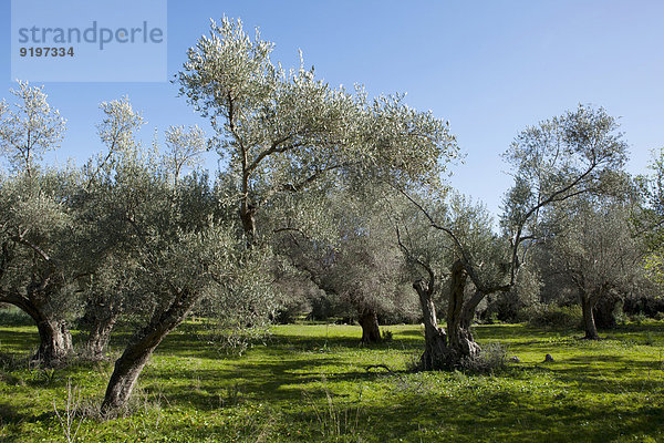 Olivenplantage  Olivenbäume (Olea europaea)  Mallorca  Balearen  Spanien