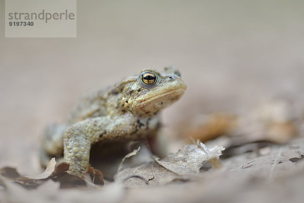 Erdkröte (Bufo bufo-Komplex)  Sachsen  Deutschland