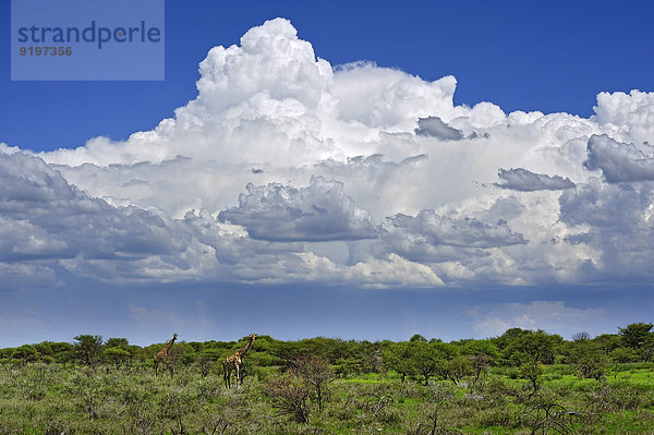 Cumulus oder Haufenwolken und Giraffen (Giraffa camelopardalis)  Etosha-Nationalpark  Namibia