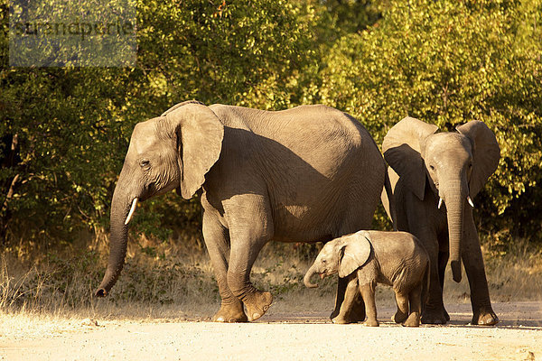 Afrikanische Elefanten (Loxodonta africana) mit Jungtier  Krüger-Nationalpark  Südafrika
