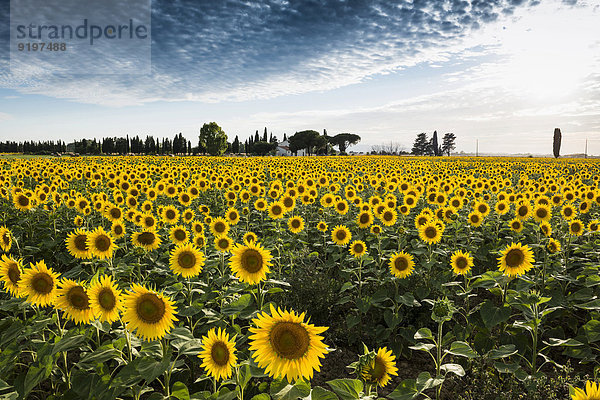 Sonnenblumenfeld mit Pinien und Zypressen  bei Piombino  Provinz Livorno  Toskana  Italien