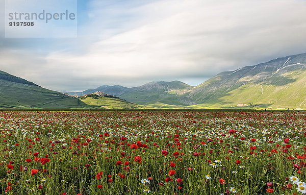 Blumenwiese  dahinter die Stadt Castelluccio di Norcia  Piano Grande  Nationalpark Monti Sibillini  Umbrien  Italien