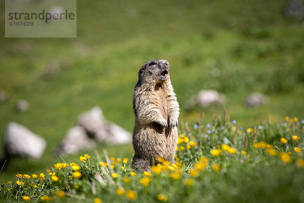 Alpenmurmeltier (Marmota marmota)  Rotwandgebiet  Kleintiefental  Schliersee  Oberbayern  Bayern  Deutschland