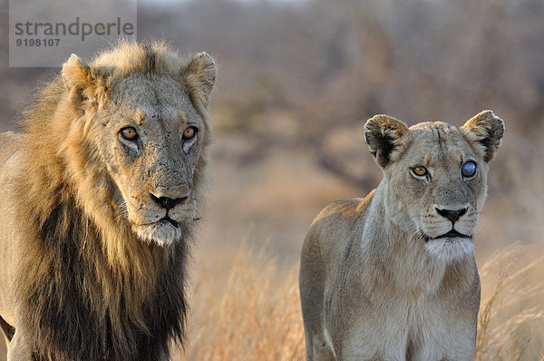 Löwe und Löwin (Panthera leo)  Männchen und Weibchen  Krüger-Nationalpark  Südafrika