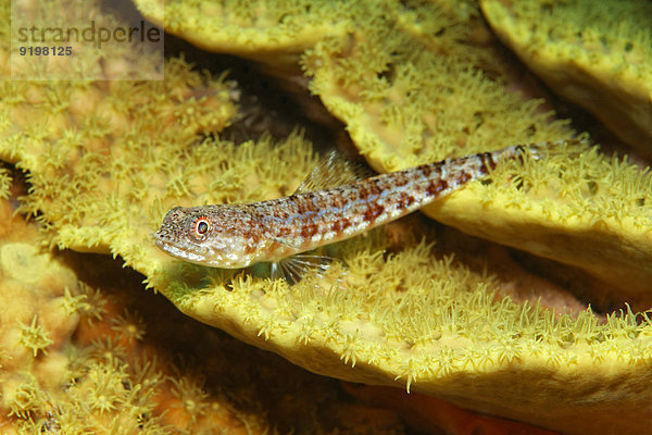 Riff-Eidechsenfisch (Synodus variegatus) auf Gewundener Salatkoralle  Kelchkoralle (Turbinaria reniformis)  gelb  Rotes Meer  Ägypten