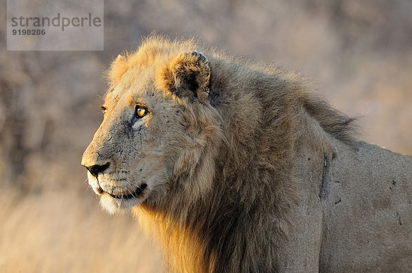 Löwe (Panthera leo)  Männchen  Krüger-Nationalpark  Südafrika