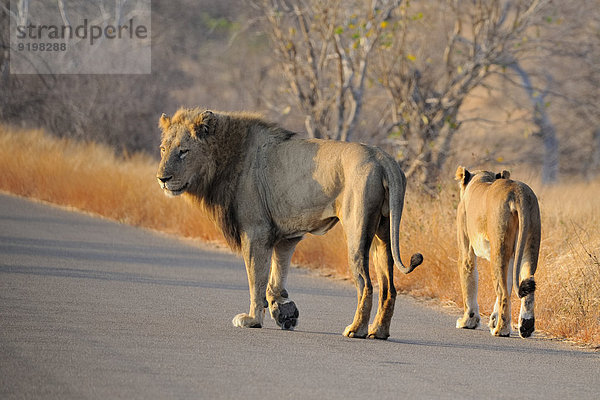 Löwe und Löwin (Panthera leo)  Männchen und Weibchen unterwegs auf einer Straße  Krüger-Nationalpark  Südafrika