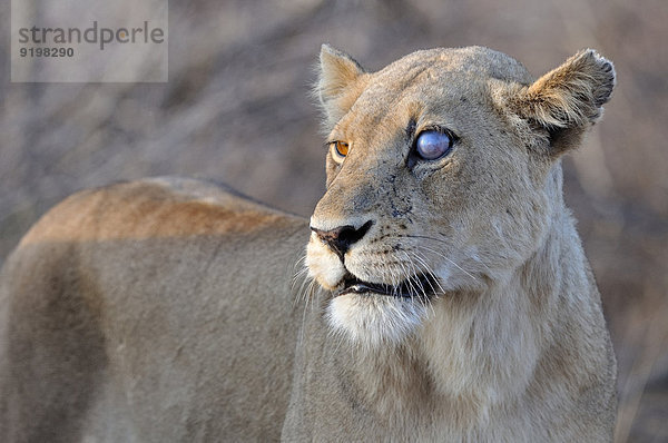 Löwe (Panthera leo)  Weibchen  mit einem blinden Auge  Krüger-Nationalpark  Südafrika