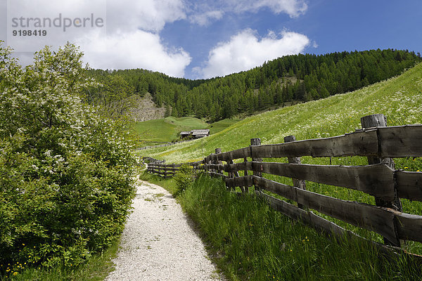 Mühlenweg im Campilltal  Provinz Südtirol  Region Trentino-Südtirol  Italien