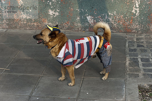 Bekleideter Hund auf der Straße  Buenos Aires  Argentinien