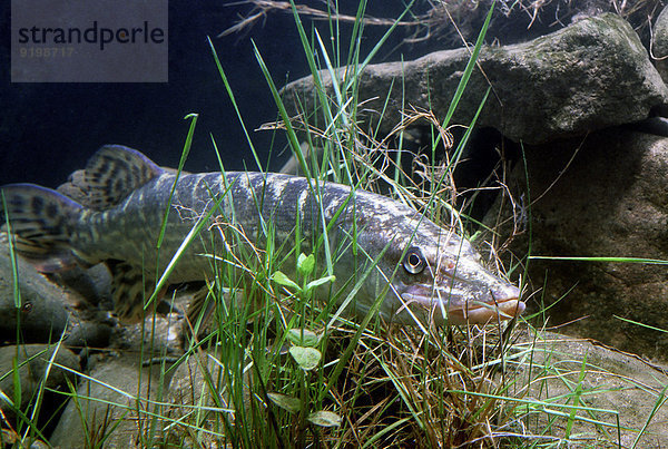 Hecht (Esox lucius)  captive  Frankreich