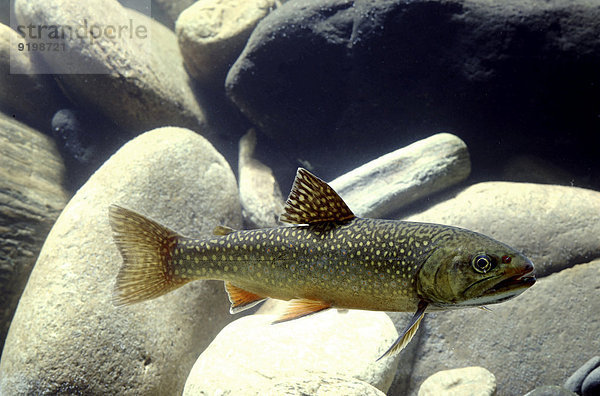 Bachsaibling (Salvelinus fontinalis)  captive  Frankreich