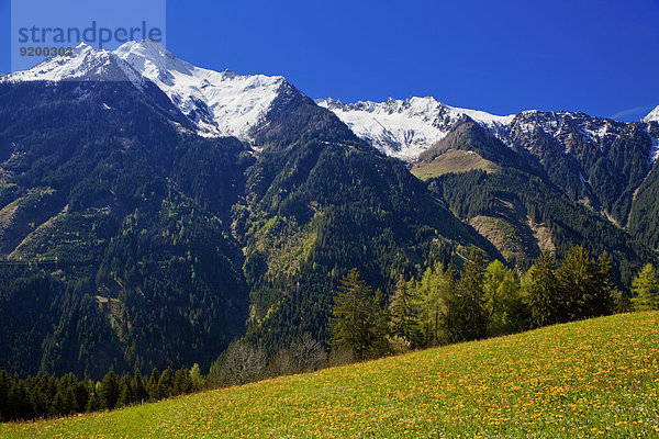 Ahornspitze  Zillertaler Alpen  Zillertal  Tirol  Österreich  Europa