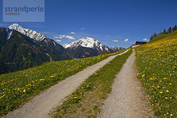 Feldweg  Zillertaler Alpen  Zillertal  Tirol  Österreich  Europa