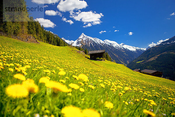Blumenwiese  Scheunen und Brandberger Kolm  Zillertaler Alpen  Tirol  Österreich  Europa