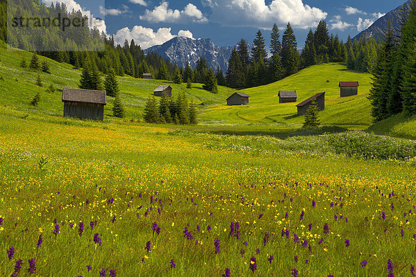 Scheunen auf Blumenwiese  Tirol  Österreich  Europa