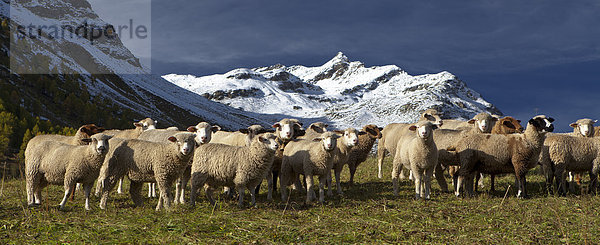 Schafe auf der Weide  Silvretta  Graubünden  Schweiz  Europa