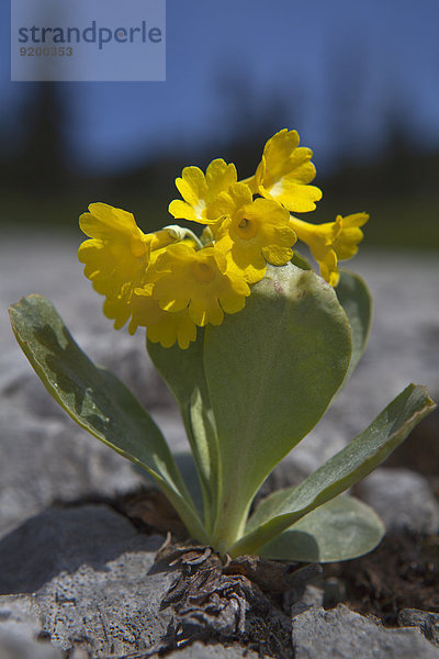 Platenigl  Primula auricula  Mieminger Plateau  Tirol  Österreich  Europa