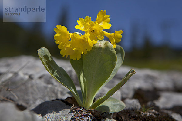 Platenigl  Primula auricula  Mieminger Plateau  Tirol  Österreich  Europa