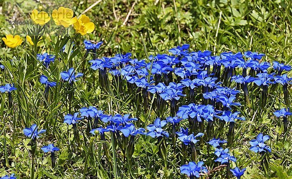 Blumenwiese mit Frühlingsenzian