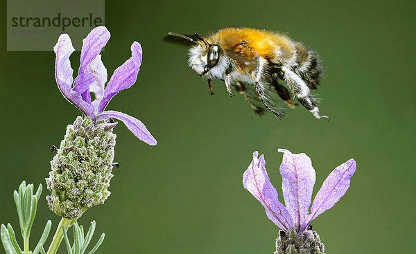 Biene fliegt auf Lavendel