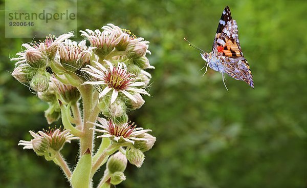 Schmetterling fliegt auf Spinnweb-Hauswurz  Sempervivum achachnoideum