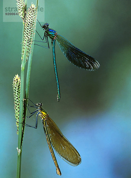 Zwei Blauflügel-Prachtlibellen  Calopteryx virgo