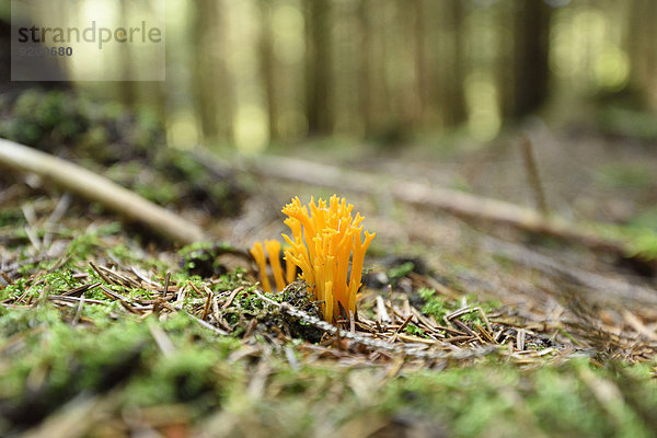 Klebriger Hörnling im Wald